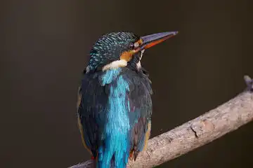 AFボーグ BORG77EDⅡで撮影した野鳥・カワセミの写真画像