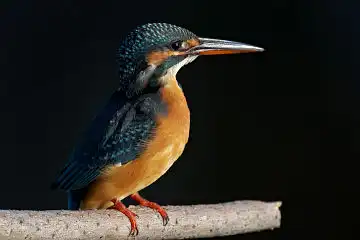 AFボーグ BORG77EDⅡで撮影した野鳥・カワセミの写真画像