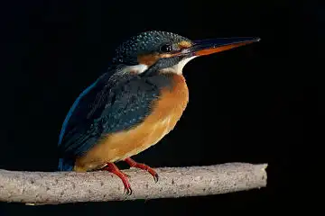 AFボーグ BORG77EDⅡで撮影した野鳥・カワセミの写真画像