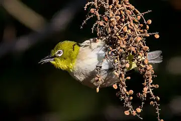 AFボーグ BORG89EDで撮影した野鳥・メジロの写真画像