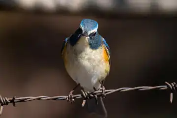 AFボーグ BORG89EDで撮影した野鳥・ルリビタキの写真画像