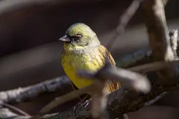 AFボーグ BORG89EDで撮影した野鳥・アオジの写真画像