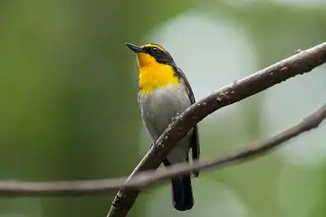 AFボーグ BORG89EDで撮影した野鳥・キビタキの写真画像