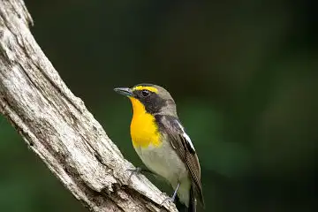 AFボーグ BORG89EDで撮影した野鳥・キビタキの写真画像