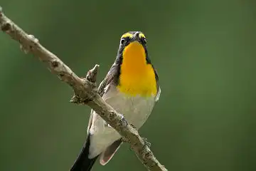 AFボーグ BORG89EDで撮影した野鳥・キビタキの写真画像