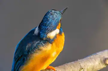 AFボーグ BORG89EDで撮影した野鳥・カワセミの写真画像