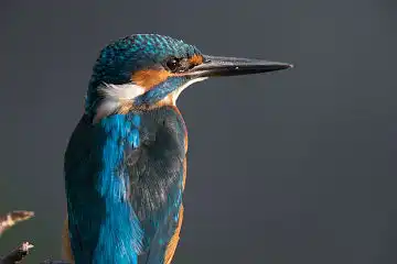 AFボーグ BORG89EDで撮影した野鳥・カワセミの写真画像