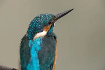 AFボーグ BORG89EDで撮影した野鳥・カワセミの写真画像