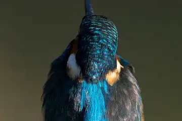 AFボーグ BORG89EDで撮影した野鳥・カワセミの写真画像