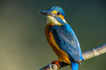 AFボーグ BORG89EDで撮影した野鳥・カワセミの写真画像