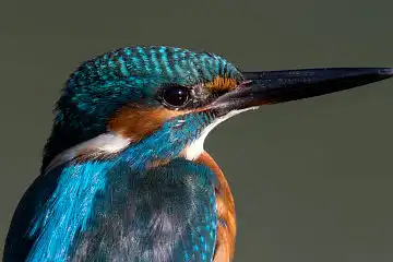 AFボーグ BORG89EDで撮影した野鳥・カワセミの写真画像