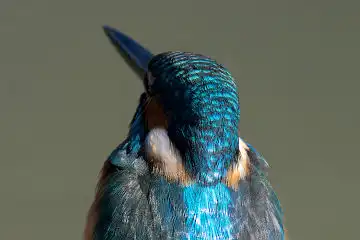 AFボーグ BORG89EDで撮影した野鳥・カワセミの写真画像