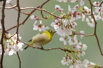 AFボーグ BORG89EDで撮影した野鳥・メジロの写真画像