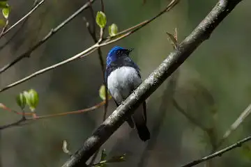 AFボーグ BORG89EDで撮影した野鳥・オオルリの写真画像