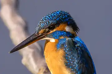 AFボーグ BORG89EDで撮影した野鳥・カワセミの写真画像