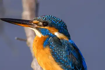 AFボーグ BORG89EDで撮影した野鳥・カワセミの写真画像