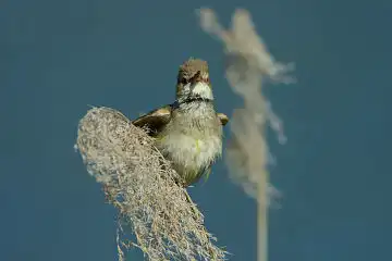 AFボーグ BORG90FLで撮影した野鳥・オオヨシキリの写真画像