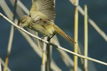 AFボーグ BORG90FLで撮影した野鳥・オオヨシキリの写真画像