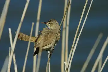 AFボーグ BORG90FLで撮影した野鳥・オオヨシキリの写真画像