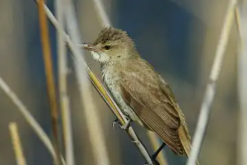 AFボーグ BORG90FLで撮影した野鳥・オオヨシキリの写真画像