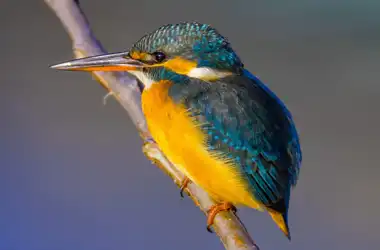 AFボーグ BORG90FLで撮影した野鳥・カワセミの写真画像