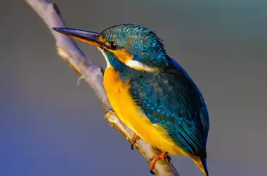 AFボーグ BORG90FLで撮影した野鳥・カワセミの写真画像