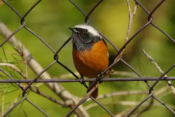 AFボーグ BORG90FLで撮影した野鳥・ジョウビタキの写真画像
