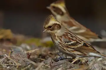 AFボーグ BORG90FLで撮影した野鳥・ミヤマホオジロの写真画像