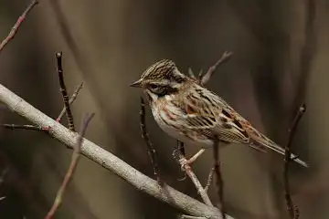 AFボーグ BORG90FLで撮影した野鳥・カシラダカの写真画像