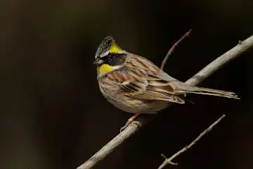AFボーグ BORG90FLで撮影した野鳥・ミヤマホオジロの写真画像