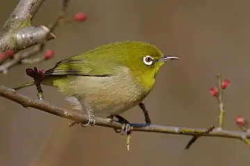 AFボーグ BORG90FLで撮影した野鳥・メジロの写真画像