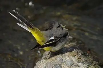 AFボーグ BORG90FLで撮影した野鳥・キセキレイの写真画像