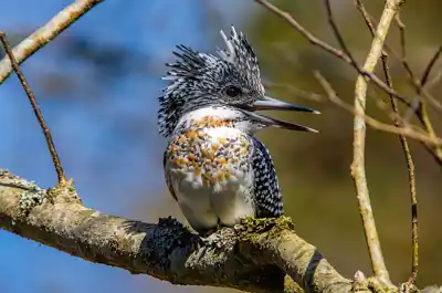 AFボーグ BORG90FLで撮影した野鳥・ヤマセミの写真画像