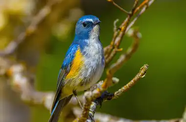 AFボーグ BORG90FLで撮影した野鳥・ルリビタキの写真画像