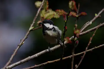 AFボーグ BORG90FLで撮影した野鳥・ヒガラの写真画像