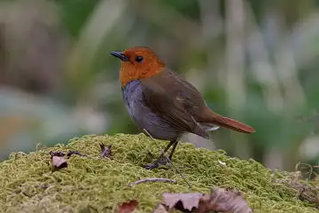 AFボーグ BORG90FLで撮影した野鳥・コマドリの写真画像