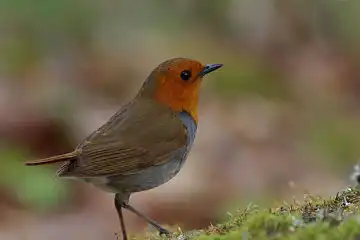 AFボーグ BORG90FLで撮影した野鳥・コマドリの写真画像
