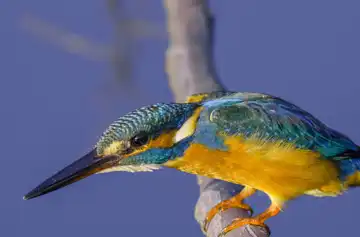 AFボーグ BORG90FLで撮影した野鳥・カワセミの写真画像