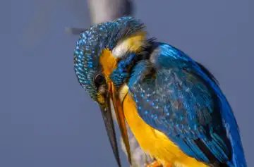 AFボーグ BORG90FLで撮影した野鳥・カワセミの写真画像