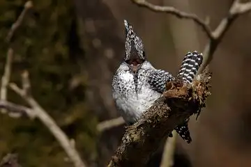 AFボーグ BORG90FLで撮影した野鳥・ヤマセミの写真画像