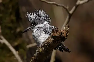 AFボーグ BORG90FLで撮影した野鳥・ヤマセミの写真画像