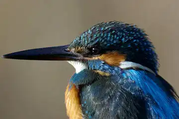 BORG101EDで撮影した写したカワセミの野鳥写真画像