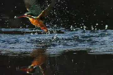 BORG101EDで撮影した写したカワセミの野鳥写真画像
