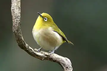 BORG101EDで撮影した写したメジロの野鳥写真画像