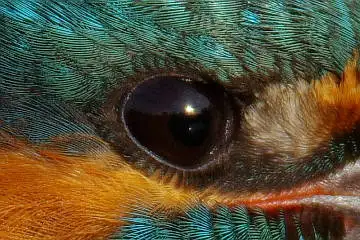 カワセミの目の超高解像写真画像