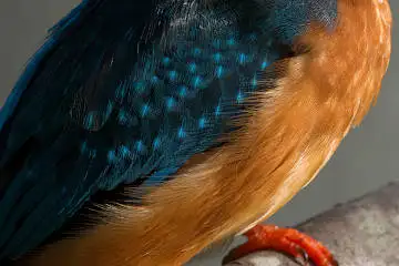 カワセミの腹の超高解像写真画像