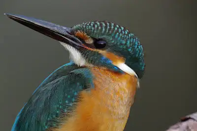 カワセミの等倍超高解像写真画像
