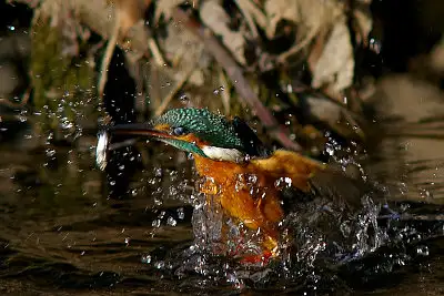 カワセミ飛翔写真画像