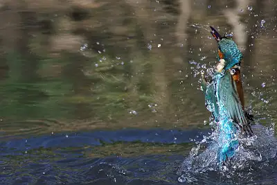 カワセミ飛翔写真画像