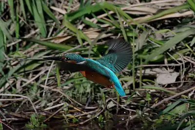 カワセミ飛翔写真画像